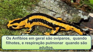 Os Anfíbios em geral são ovíparos, quando
filhotes, e respiração pulmonar quando são
adultos.
 