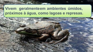 Vivem geralmenteem ambientes úmidos,
próximos à água, como lagoas e represas.
 