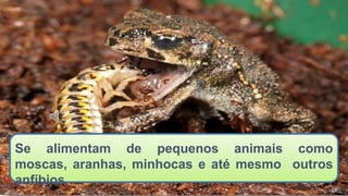 Se alimentam de pequenos animais como
moscas, aranhas, minhocas e até mesmo outros
anfíbios.
 