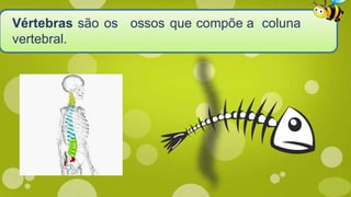 Vértebras são os ossos que compõe a coluna
vertebral.
 