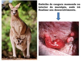 Embrião de canguru mamando no
interior do marsúpio, onde irá
finalizar seu desenvolvimento.
 
