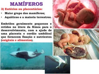MAMÍFEROS
3) Eutérios ou placentários:
• Maior grupo dos mamíferos;
• Aquáticos e a maioria terrestres.
Embriões geralmente pequenos e
retidos no útero da fêmea para o
desenvolvimento, com a ajuda de
uma placenta e cordão umbilical
que fornecem fixação e nutrientes
(oxigênio e alimentos).
 