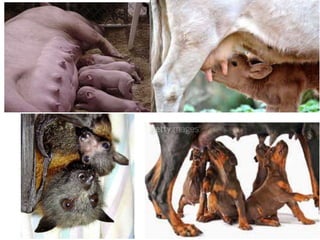 Animais vertebrados   parte 2