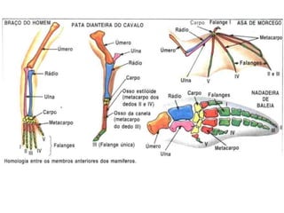 Animais vertebrados   parte 2