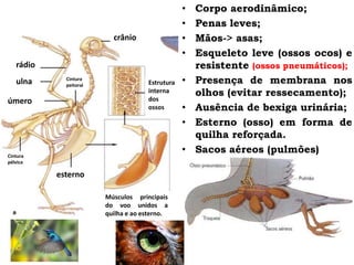 AVES
esterno
rádio
ulna
úmero
crânio
Cintura
peitoral
Cintura
pélvica
Estrutura
interna
dos
ossos
Músculos principais
do voo unidos a
quilha e ao esterno.
• Corpo aerodinâmico;
• Penas leves;
• Mãos-> asas;
• Esqueleto leve (ossos ocos) e
resistente (ossos pneumáticos);
• Presença de membrana nos
olhos (evitar ressecamento);
• Ausência de bexiga urinária;
• Esterno (osso) em forma de
quilha reforçada.
• Sacos aéreos (pulmões)
 