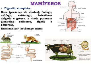 MAMÍFEROS
• Digestão completa:
Boca (presença de dentes), faringe,
esôfago, estômago, intestinos
delgado e grosso. e ainda possuem
glândulas salivares, fígado e
pâncreas.
Ruminantes* (estômago extra)
 