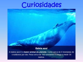 Curiosidades
 