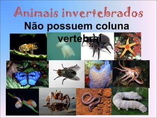 Animais invertebrados
 Não possuem coluna
       vertebral
 