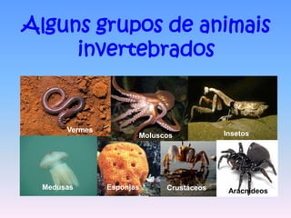 Alguns grupos de animais
     invertebrados


      Vermes
                      Moluscos           Insetos




 Medusas       Esponjas     Crustáceos    Aracnídeos
 