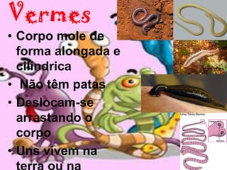 Vermes
• Corpo mole de
  forma alongada e
  cilíndrica
• Não têm patas
• Deslocam-se
  arrastando o
  corpo
• Uns vivem na
 