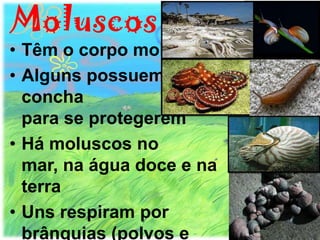 Moluscos
• Têm o corpo mole
• Alguns possuem
  concha
  para se protegerem
• Há moluscos no
  mar, na água doce e na
  terra
• Uns respiram por
  brânquias (polvos e
 