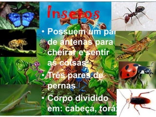 Insetos
• Possuem um par
  de antenas para
  cheirar e sentir
  as coisas
• Três pares de
  pernas
• Corpo dividido
  em: cabeça, toráx
 