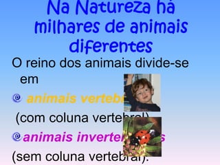 Na Natureza há
   milhares de animais
       diferentes
O reino dos animais divide-se
  em
   animais vertebrados
 (com coluna vertebral)
  animais invertebrados
(sem coluna vertebral).
 