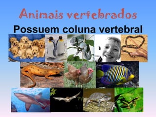 Animais vertebrados
Possuem coluna vertebral
 