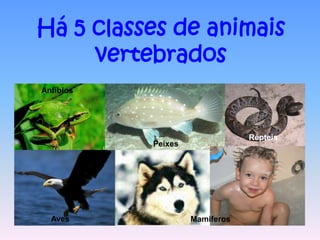 Há 5 classes de animais
     vertebrados
Anfíbios




                                Répteis
           Peixes




  Aves              Mamíferos
 