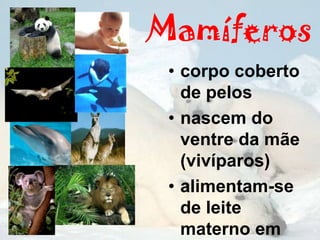 Mamíferos
 • corpo coberto
   de pelos
 • nascem do
   ventre da mãe
   (vivíparos)
 • alimentam-se
   de leite
   materno em
 