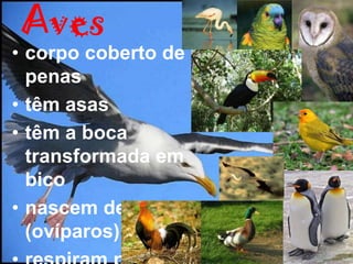 Aves
• corpo coberto de
  penas
• têm asas
• têm a boca
  transformada em
  bico
• nascem de ovos
  (ovíparos)
 