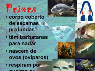 Peixes
• corpo coberto
  de escamas
  profundas
• têm barbatanas
  para nadar
• nascem de
  ovos (ovíparos)
• respiram por
 