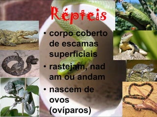 Répteis
• corpo coberto
  de escamas
  superficiais
• rastejam, nad
  am ou andam
• nascem de
  ovos
  (ovíparos)
 