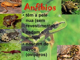 Anfíbios
• têm a pele
  nua (sem
  revestimento)
• nadam e
  andam
• nascem de
  ovos
  (ovíparos)
 