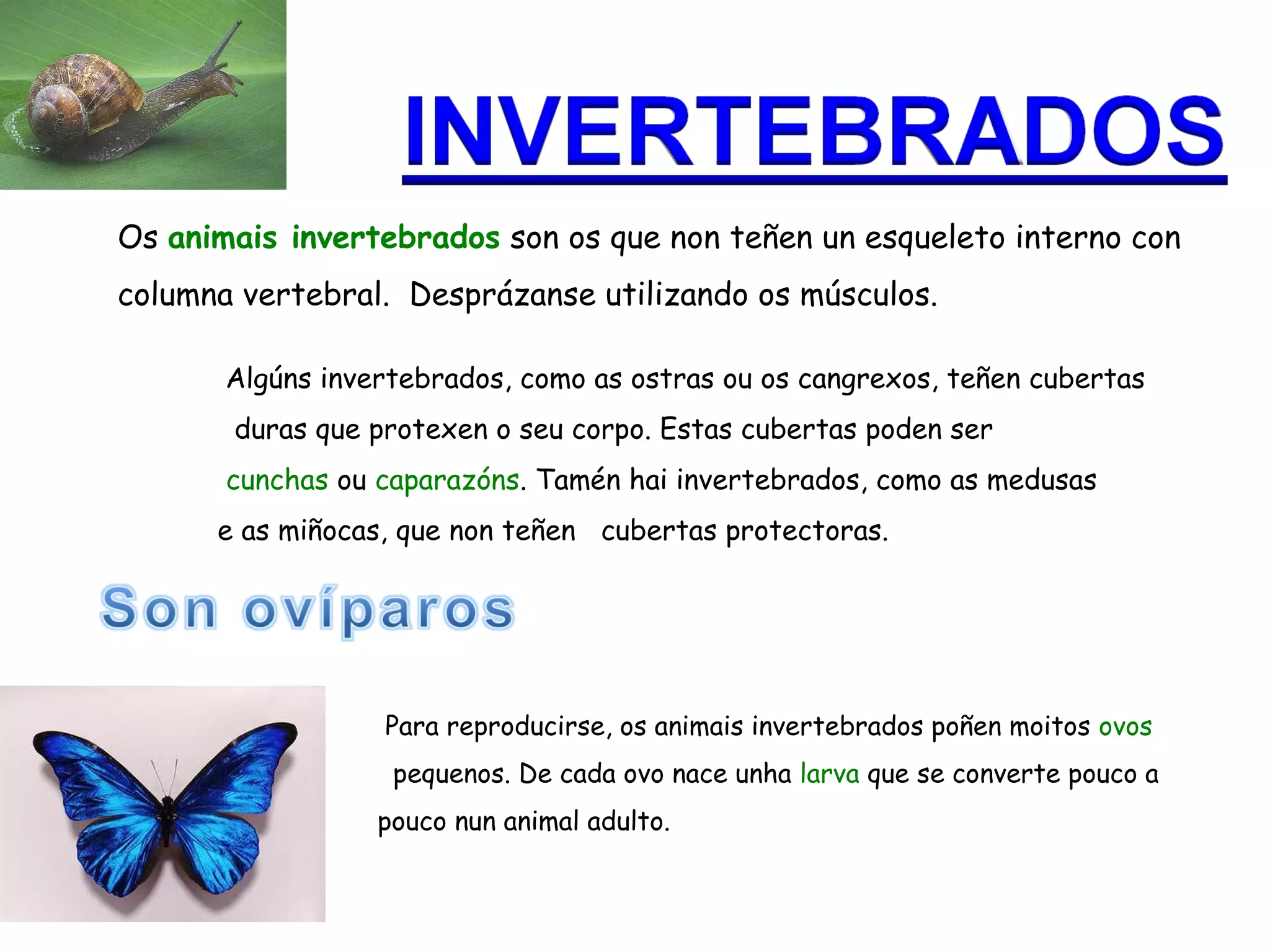 Anim ai s vertebrados e invertebrados | ODP