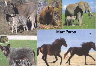 Mamíferos 10 