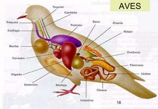 AVES 18 