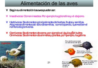Alimentación de las aves Según su alimentación las aves pueden ser:  Insectívoras: Comen insectos. Por ejemplo la golondrina y el abejorro. Herbívoras: Se alimentan principalmente de hierbas, frutos y semillas. Algunas se alimenta casi sólo de semillas,  como la perdiz, que reciben el nombre de granívoras.  Carnívoras: Se alimentan de carne, por ejemplo el águila y  el buitre. Omnívoras: Se alimentan de animales y plantas, por ejemplo, la gallina.       21 