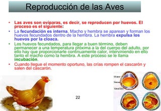 Reproducción de las Aves Las aves son ovíparas, es decir, se reproducen por huevos. El proceso es el siguiente :   La  fecundación es interna . Macho y hembra se aparean y forman los huevos fecundados dentro de la hembra. La hembra  expulsa los huevos por la cloaca.   Los huevos fecundados, para llegar a buen término, deben permanecer a una temperatura próxima a la del cuerpo del adulto, por ello hay que proporcionarle continuamente calor, interviniendo en ello tanto el macho como la hembra. A este proceso se le llama  incubación .  Cuando llegue el momento oportuno, las crías rompen el cascarón y salen del cascarón. 22 