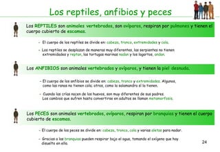 Los reptiles, anfibios y peces Los  REPTILES  son  animales vertebrados , son  ovíparos , respiran por  pulmones  y tienen el cuerpo cubierto de  escamas . -   El cuerpo de los reptiles se divide en:  cabeza ,  tronco ,  extremidades  y  cola . -  Los reptiles se desplazan de maneras muy diferentes, las serpientes no tienen extremidades y  reptan , las tortugas marinas  nadan  y los lagartos,  andan . Los  ANFIBIOS  son animales  vertebrados  y  ovíparos , y tienen la  piel desnuda . -   El cuerpo de los anfibios se divide en:  cabeza ,  tronco  y  extremidades . Algunos,  como las ranas no tienen cola; otros, como la salamandra sí la tienen.  -  Cuando las crías nacen de los huevos, son muy diferentes de sus padres.  Los cambios que sufren hasta convertirse en adultos se llaman  metamorfosis . Los  PECES  son animales  vertebrados ,  ovíparos , respiran por  branquias  y tienen el cuerpo cubierto de  escamas . -   El cuerpo de los peces se divide en:  cabeza ,  tronco ,  cola  y varias  aletas  para nadar. -  Gracias a las  branquias  pueden respirar bajo el agua, tomando el oxígeno que hay disuelto en ella. 
