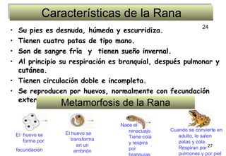 Características de la Rana Su pies es desnuda, húmeda y escurridiza.  Tienen cuatro patas de tipo mano.  Son de sangre fría  y  tienen sueño invernal.  Al principio su respiración es branquial, después pulmonar y cutánea.  Tienen circulación doble e incompleta.  Se reproducen por huevos, normalmente con fecundación externa y al crecer sufren metamorfosis .  El  huevo se forma por fecundación Metamorfosis de la Rana El huevo se transforma en un embrión Nace el renacuajo.Tiene cola y respira por branquias Cuando se convierte en adulto, le salen patas y cola. Respiran por pulmones y por piel 24 