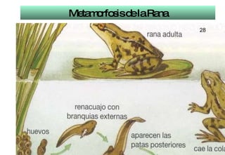 Metamorfosis de la Rana 28 