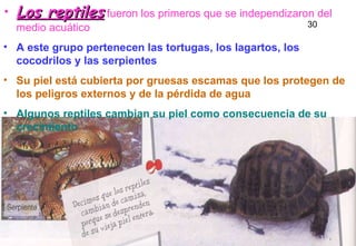 Los reptiles  fueron los primeros que se independizaron del medio acuático A este grupo pertenecen las tortugas, los lagartos, los cocodrilos y las serpientes Su piel está cubierta por gruesas escamas que los protegen de los peligros externos y de la pérdida de agua Algunos reptiles cambian su piel como consecuencia de su crecimiento 30 