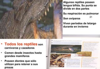 Todos los reptiles  son carnívoros y cazadores Comen desde insectos hasta grandes mamíferos Poseen dientes que sólo utilizan para retener a sus presas Algunos reptiles poseen lengua bífida. Su punta se divide en dos partes Su respiración es pulmonar Son ovíparos Viven periodos de letargo durante en invierno 31 