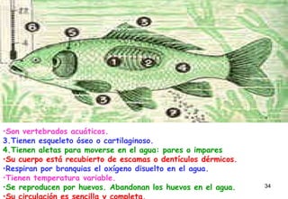                                                              Son vertebrados acuáticos.   Tienen esqueleto óseo o cartilaginoso.  Tienen aletas para moverse en el agua: pares o impares  Su cuerpo está recubierto de escamas o dentículos dérmicos.   Respiran por branquias el oxígeno disuelto en el agua.   Tienen temperatura variable.   Se reproducen por huevos. Abandonan los huevos en el agua.   Su circulación es sencilla y completa.   
