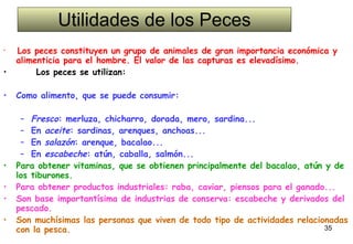 Utilidades de los Peces Los peces constituyen un grupo de animales de gran importancia económica y alimenticia para el hombre. El valor de las capturas es elevadísimo.        Los peces se utilizan:     Como alimento, que se puede consumir:     Fresco : merluza, chicharro, dorada, mero, sardina...  En  aceite : sardinas, arenques, anchoas...  En  salazón : arenque, bacalao...  En  escabeche : atún, caballa, salmón...   Para obtener vitaminas, que se obtienen principalmente del bacalao, atún y de los tiburones.  Para obtener productos industriales: raba, caviar, piensos para el ganado...  Son base importantísima de industrias de conserva: escabeche y derivados del pescado.  Son muchísimas las personas que viven de todo tipo de actividades relacionadas con la pesca.  