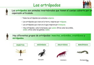 Los artrópodos Los  artrópodos  son animales invertebrados que tienen el cuerpo cubierto por un caparazón articulado. Todos los artrópodos son animales  ovíparos . Los artrópodos que viven en la tierra, respiran por  tráqueas . Los artrópodos que viven en el agua respiran por  branquias . Hay diferentes grupos de artrópodos:  insectos ,  arácnidos ,  crustáceos  y  miriápodos . Hay artrópodos, como la mariposa, que  vuelan . Otros como las arañas,  andan ; otros como las gambas,  nadan . INSECTOS Libélula  ARÁCNIDOS Escorpión CRUSTÁCEOS Carabinero  MIRIÁPODOS Escolopendra 