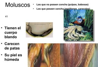 Moluscos Los que no poseen concha (pulpos, babosas) Los que poseen concha (mejillones, caracoles) Tienen el cuerpo blando Carecen de patas Su piel es húmeda 41 