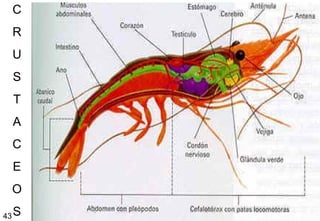C R U S T A C E O S 43 