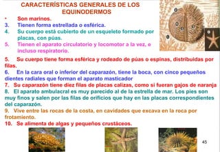                                                                           5.  Su cuerpo tiene forma esférica y rodeado de púas o espinas, distribuidas por filas.   6.  En la cara oral o inferior del caparazón, tiene la boca, con cinco pequeños dientes radiales que forman el aparato masticador 7.  Su caparazón tiene diez filas de placas calizas, como si fueran gajos de naranja 8.  El aparato ambulacral es muy parecido al de la estrella de mar. Los pies son muy finos y salen por las filas de orificios que hay en las placas correspondientes del caparazón.  9.  Vive entre las rocas de la costa, en cavidades que excava en la roca por frotamiento.  10.  Se alimenta de algas y pequeños crustáceos.                                                            CARACTERÍSTICAS GENERALES DE LOS EQUINODERMOS Son marinos.   Tienen forma estrellada o esférica.  Su cuerpo está cubierto de un esqueleto formado por placas, con púas.  Tienen el aparato circulatorio y locomotor a la vez, e incluso respiratorio.  