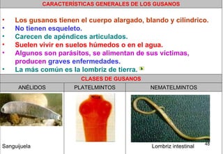                                                      Lombriz intestinal                                                    Cabeza de una tenia                                                    Sanguijuela  NEMATELMINTOS PLATELMINTOS ANÉLIDOS CLASES DE GUSANOS Los gusanos tienen el cuerpo alargado, blando y cilíndrico.   No tienen esqueleto.    Carecen de apéndices articulados.  Suelen vivir en suelos húmedos o en el agua.   Algunos son parásitos, se alimentan de sus víctimas, producen   graves enfermedades.  La más común es la lombriz de tierra.  CARACTERÍSTICAS GENERALES DE LOS GUSANOS 