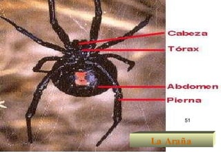 La Araña 51 