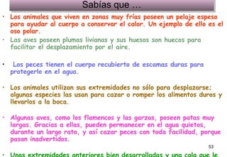 Sabías que … Los animales que viven en zonas muy frías poseen un pelaje espeso para ayudar al cuerpo a conservar el calor. Un ejemplo de ello es el oso polar. Las aves poseen plumas livianas y sus huesos son huecos para facilitar el desplazamiento por el aire. Los peces tienen el cuerpo recubierto de escamas duras para protegerlo en el agua. Los animales utilizan sus extremidades no sólo para desplazarse; algunas especies las usan para cazar o romper los alimentos duros y llevarlos a la boca. Algunas aves, como los flamencos y las garzas, poseen patas muy largas. Gracias a ellas, pueden permanecer en el agua quietos, durante un largo rato, y así cazar peces con toda facilidad, porque pasan inadvertidos. Unas extremidades anteriores bien desarrolladas y una cola que le sirve de apoyo ayudan al mono a desplazarse cómodamente entre los árboles.                        