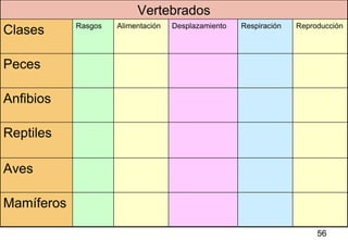 56 Mamíferos Aves Reptiles Anfibios Peces Reproducción Respiración Desplazamiento Alimentación Rasgos Clases Vertebrados 