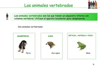 Los animales vertebrados Los  animales vertebrados  son los que tienen un esqueleto interno con columna vertebral. Utilizan el aparato locomotor para desplazarse. Son animales vertebrados: MAMÍFEROS Perro Ave rapaz  AVES REPTILES, ANFIBIOS Y PECES Rana 