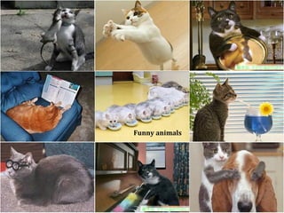 Funny animals   
