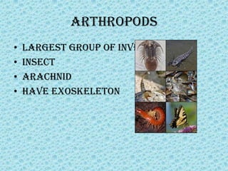 Arthropods
•   Largest group of invertebrates
•   Insect
•   Arachnid
•   Have exoskeleton
 