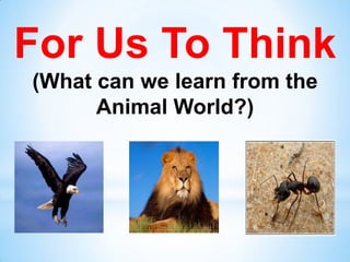 For Us To Think
(What can we learn from the
Animal World?)
 