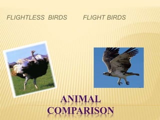 ANIMAL
COMPARISON
FLIGHTLESS BIRDS FLIGHT BIRDS
 