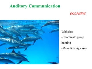Auditory Communication
DOLPHINS
Whistles:
-Coordinate group
hunting
-Make feeding easier
 